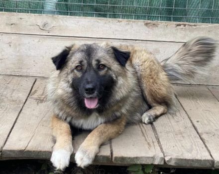 zaghafte Maddy sucht ein Zuhause. Adopt. don´t shop.