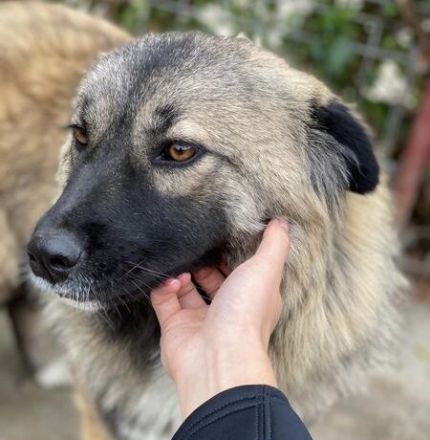 zaghafte Maddy sucht ein Zuhause. Adopt. don´t shop.