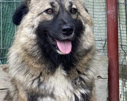 zaghafte Maddy sucht ein Zuhause. Adopt. don´t shop.