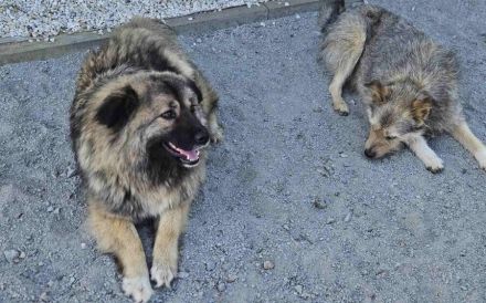 zaghafte Maddy sucht ein Zuhause. Adopt. don´t shop.