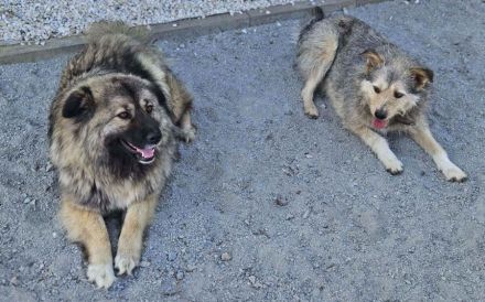 zaghafte Maddy sucht ein Zuhause. Adopt. don´t shop.