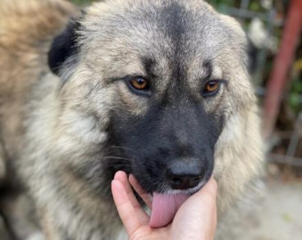 zaghafte Maddy sucht ein Zuhause. Adopt. don´t shop.