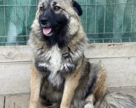 zaghafte Maddy sucht ein Zuhause. Adopt. don´t shop.