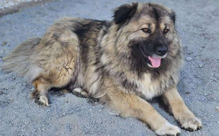 zaghafte Maddy sucht ein Zuhause. Adopt. don´t shop.