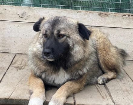 zaghafte Maddy sucht ein Zuhause. Adopt. don´t shop.