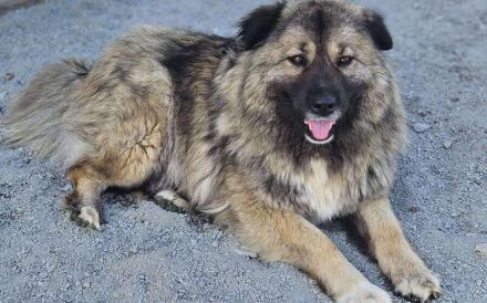 zaghafte Maddy sucht ein Zuhause. Adopt. don´t shop.