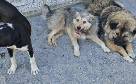 Pfiffiges Kerlchen, Nikos, sucht liebenden Begleiter auf Lebenszeit.