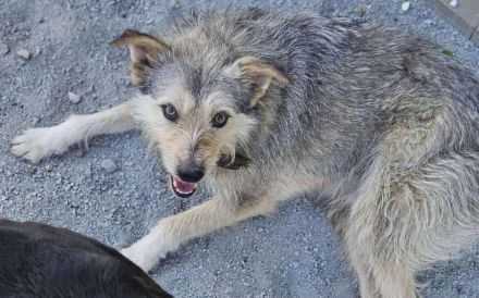 Pfiffiges Kerlchen, Nikos, sucht liebenden Begleiter auf Lebenszeit.