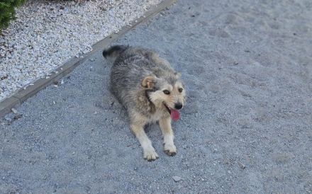 Pfiffiges Kerlchen, Nikos, sucht liebenden Begleiter auf Lebenszeit.