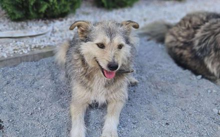Pfiffiges Kerlchen, Nikos, sucht liebenden Begleiter auf Lebenszeit.