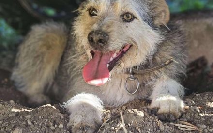 Pfiffiges Kerlchen, Nikos, sucht liebenden Begleiter auf Lebenszeit.