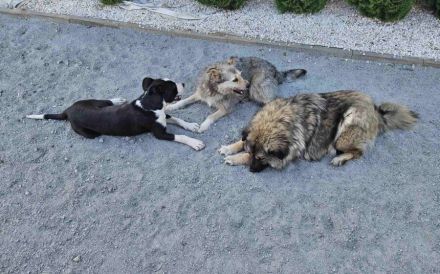 Pfiffiges Kerlchen, Nikos, sucht liebenden Begleiter auf Lebenszeit.