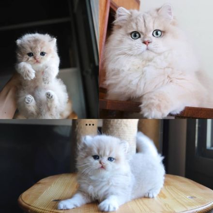 Special British Cats