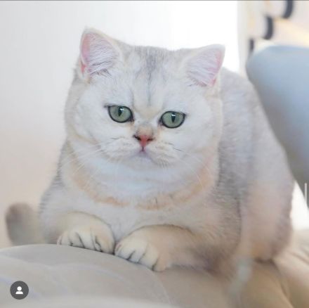 Special British Cats