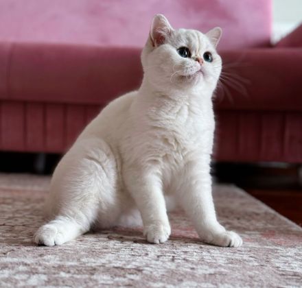 Special British Cats