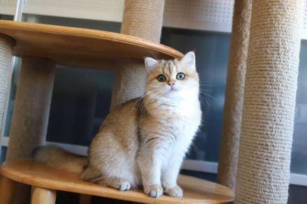 Special British Cats