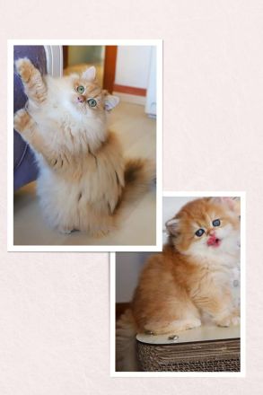 Special British Cats