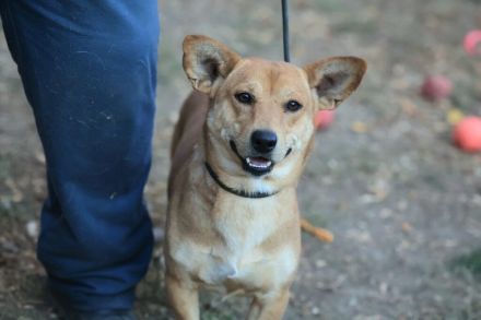 Charly - möchte Einzelprinz sein