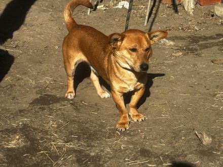 Charly - möchte Einzelprinz sein