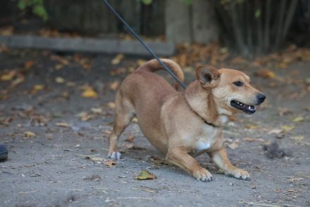 Charly - möchte Einzelprinz sein
