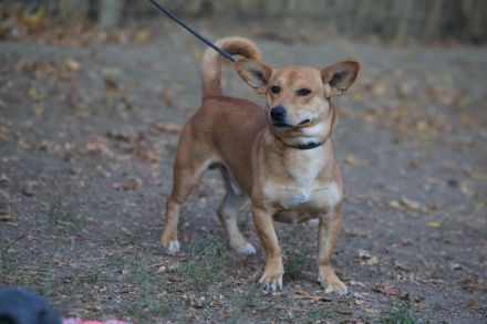 Charly - möchte Einzelprinz sein