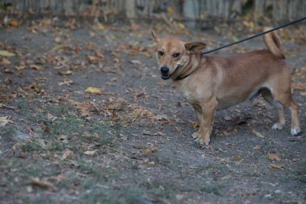Charly - möchte Einzelprinz sein