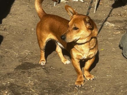 Charly - möchte Einzelprinz sein