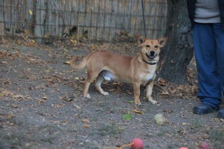 Charly - möchte Einzelprinz sein