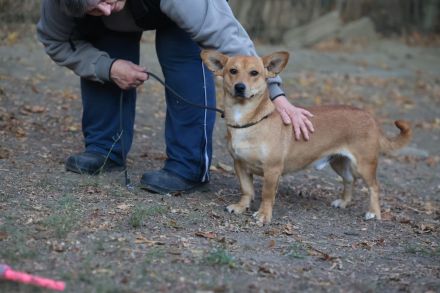 Charly - möchte Einzelprinz sein