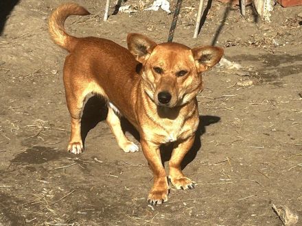 Charly - möchte Einzelprinz sein