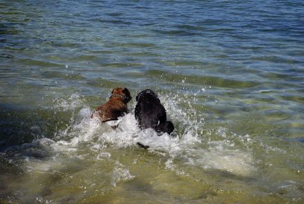 Ferienwohnung am Badesee in Aurich/Ostfriesland, wo Hunde gerne Urlaub machen