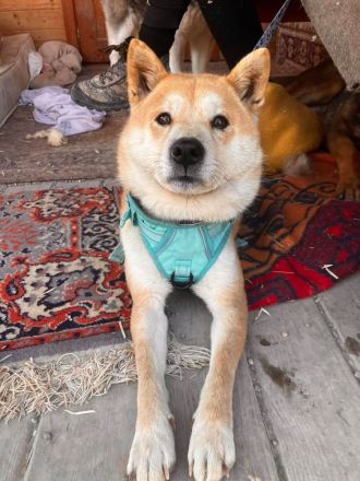 Nobuko - sozial, freundlich und ein bisschen Drama Queen