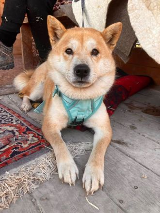 Nobuko - sozial, freundlich und ein bisschen Drama Queen