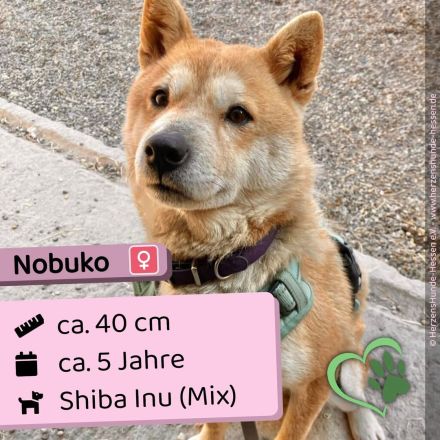 Nobuko - sozial, freundlich und ein bisschen Drama Queen