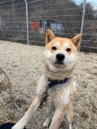 Nobuko - sozial, freundlich und ein bisschen Drama Queen