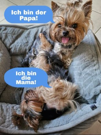 2 Reinrassige Mini Yorkshire Terrier Welpen in Kiel Sh