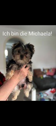 2 Reinrassige Mini Yorkshire Terrier Welpen in Kiel Sh