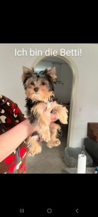 2 Reinrassige Mini Yorkshire Terrier Welpen in Kiel Sh