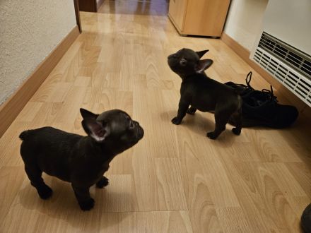 Französische Bulldoggen-Welpen