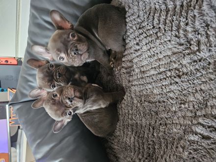 Französische Bulldoggen-Welpen