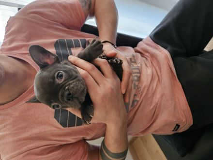 Französische Bulldoggen-Welpen