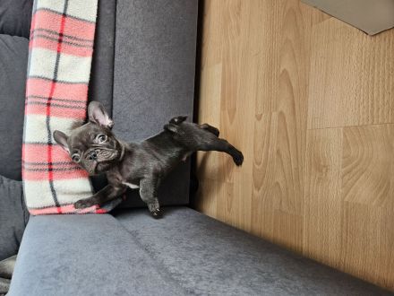 Französische Bulldoggen-Welpen