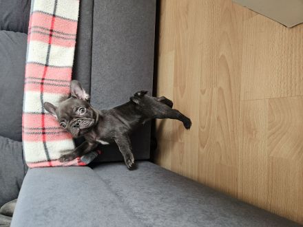 Französische Bulldoggen-Welpen