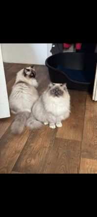 2 Kater Ragdoll