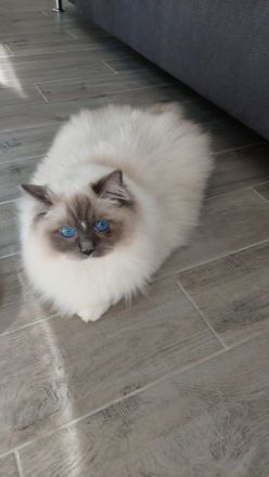 2 Kater Ragdoll