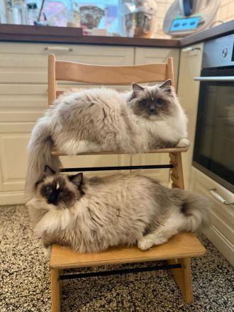 2 Kater Ragdoll