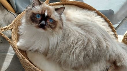 2 Kater Ragdoll