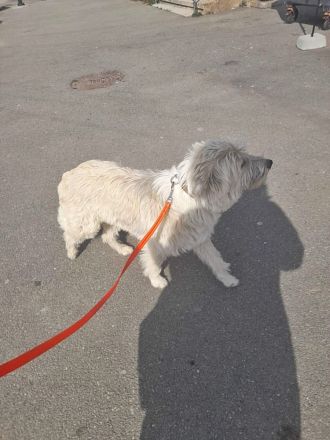 Tedy, lieb und freundlich