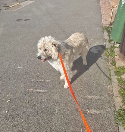 Tedy, lieb und freundlich