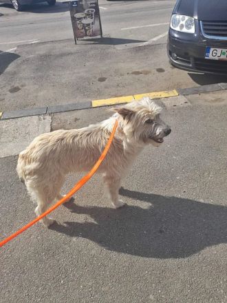 Tedy, lieb und freundlich